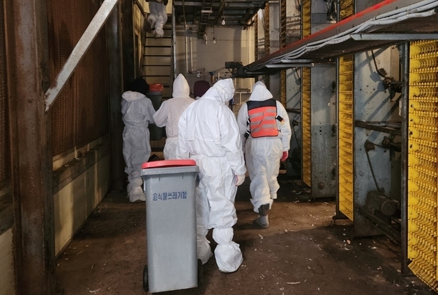 괴산 AI 발생농장 산란계 매몰처분