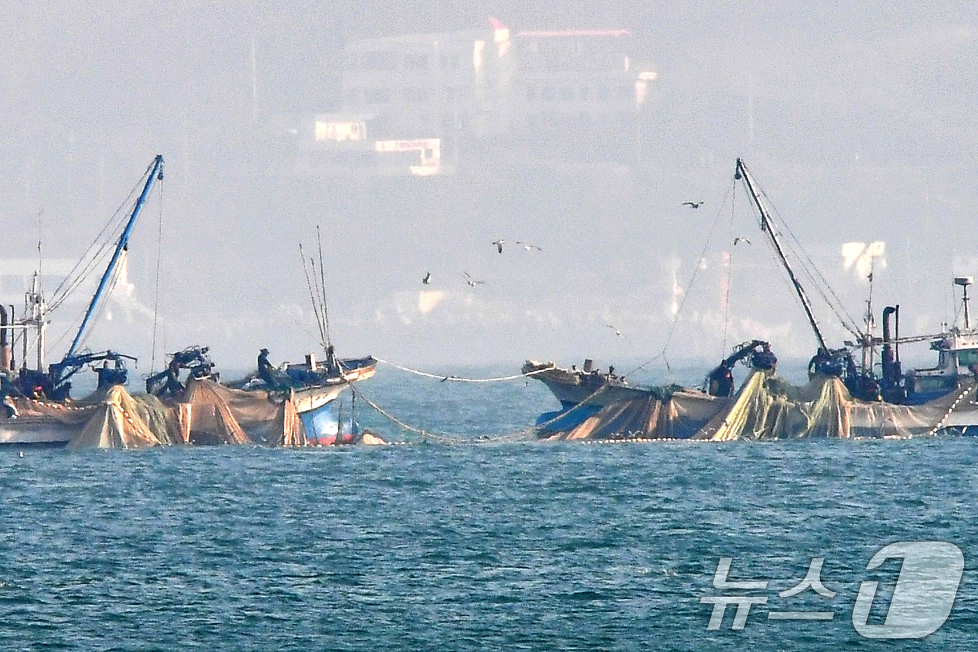 (포항=뉴스1) 최창호 기자 = 17일 경북 포항시 북구 영일대해수욕장 앞바다에서 멸치작업 선단이 그물을 당겨 올리고 있다. 2025.12.17/뉴스1