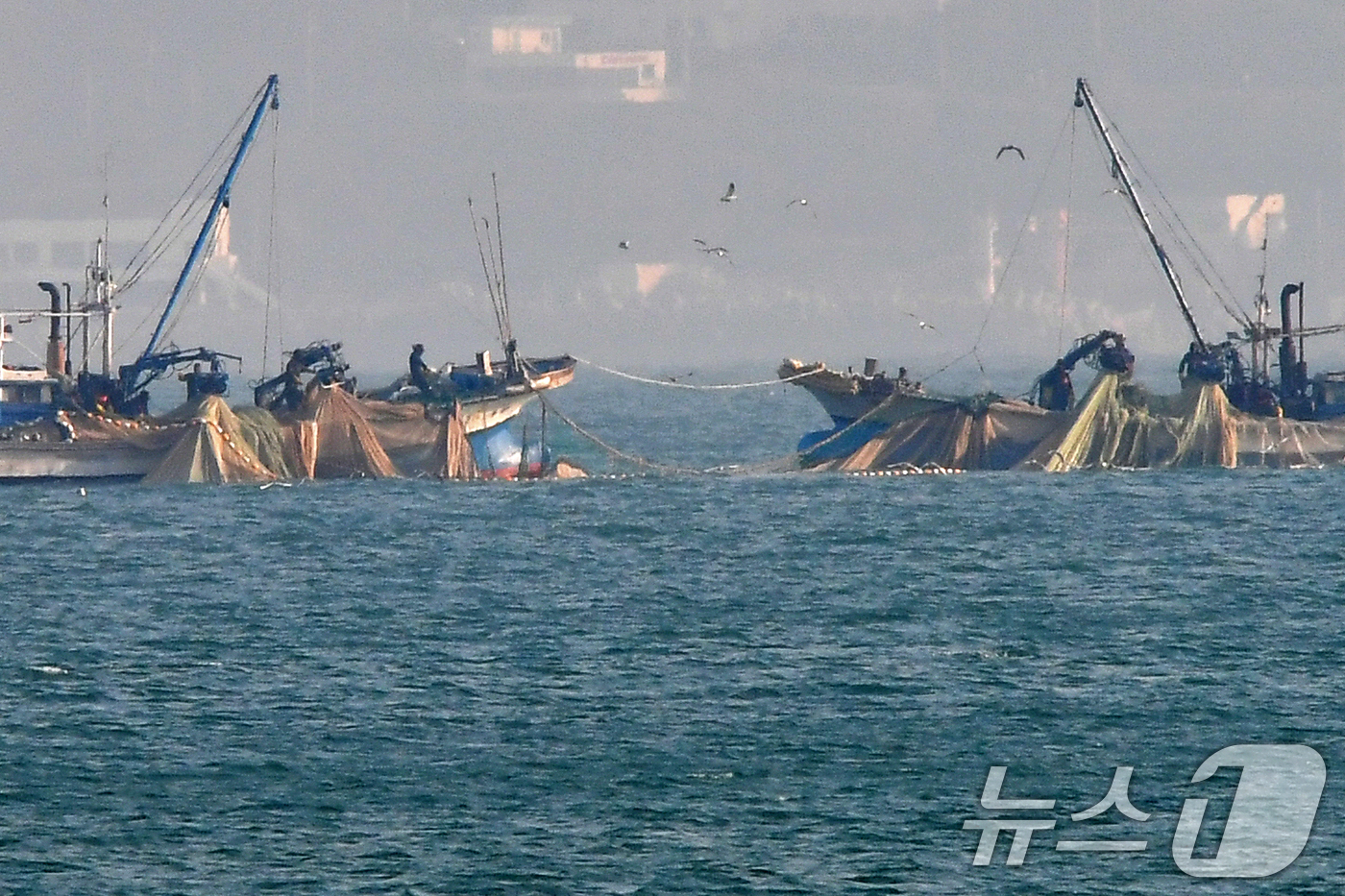 (포항=뉴스1) 최창호 기자 = 17일 경북 포항시 북구 영일대해수욕장 앞바다에서 멸치작업 선단이 그물을 당겨 올리고 있다. 2025.12.17/뉴스1