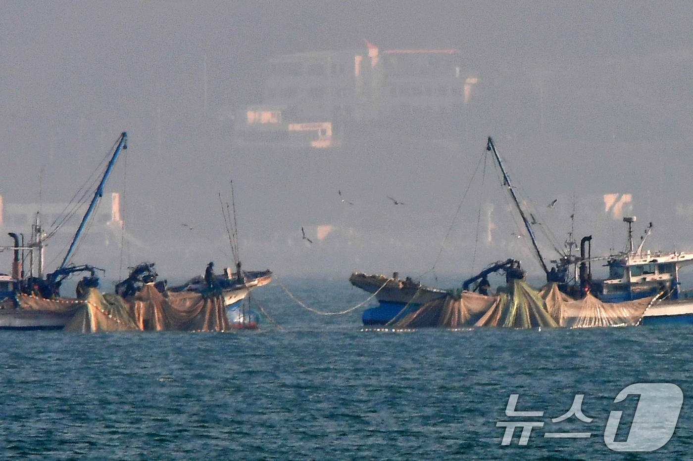 (포항=뉴스1) 최창호 기자 = 17일 경북 포항시 북구 영일대해수욕장 앞바다에서 멸치작업 선단이 그물을 당겨 올리고 있다. 2025.12.17/뉴스1