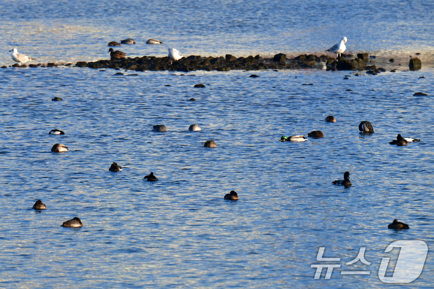 (포항=뉴스1) 최창호 기자 = 18일 경북 포항시 남구 연일읍 형산강에서 다양한 종류의 겨울 철새들이 찾아와 월동하고 있다.  2025.12.18/뉴스1