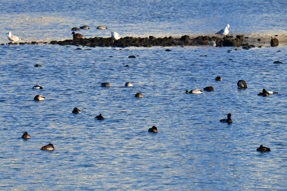 형산강에서 월동하는 겨울새들