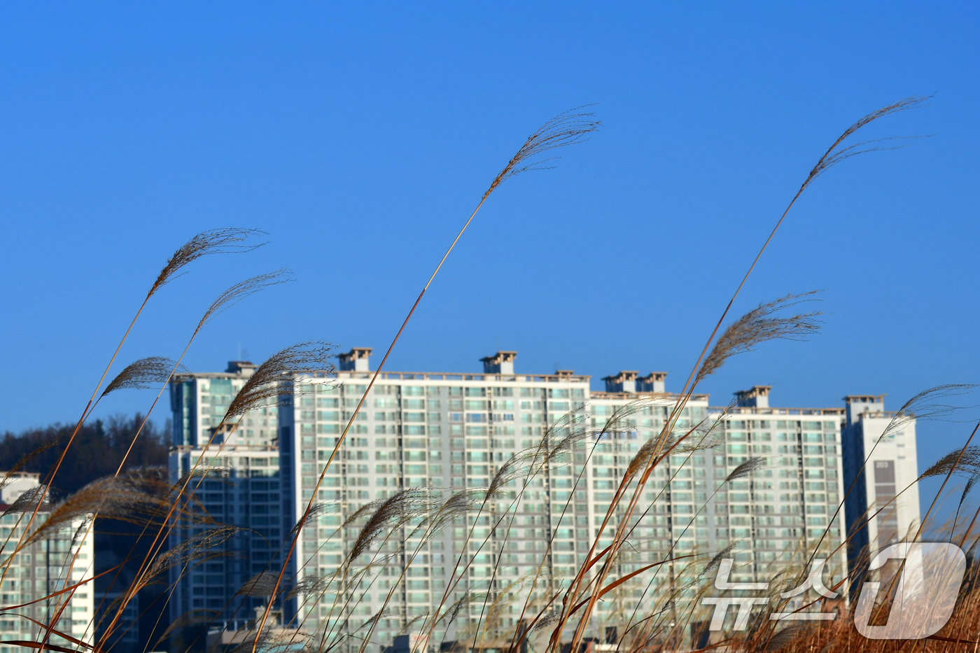 (포항=뉴스1) 최창호 기자 = 18일 경북 포항시 남구 연일읍 형산강변에 있는 갈대들이 앙상한 모습으로 겨울을 보내고 있다. 2025.12.18/뉴스1