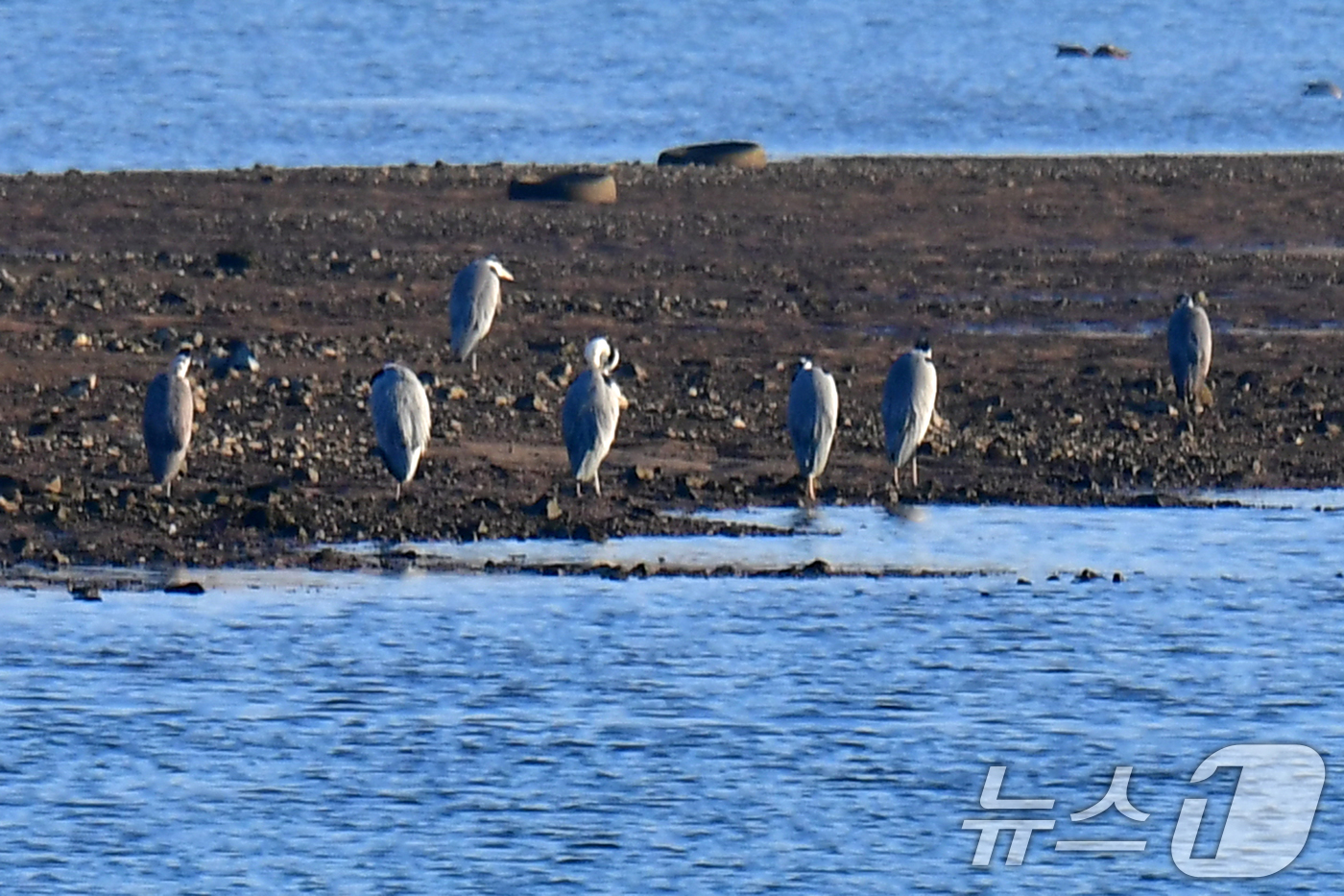 (포항=뉴스1) 최창호 기자 = 18일 경북 포항시 남구 연일읍 형산강에서 여름새인 왜가리들이 모여앉아있다.  2025.12.18/뉴스1