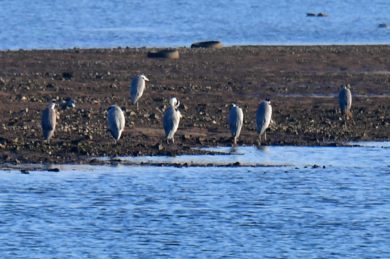 겨울에 만난 여름새 왜가리