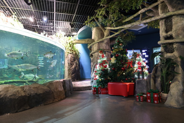 단양 다누리아쿠아리움, 25일 수족관서 '수중 특별 이벤트'