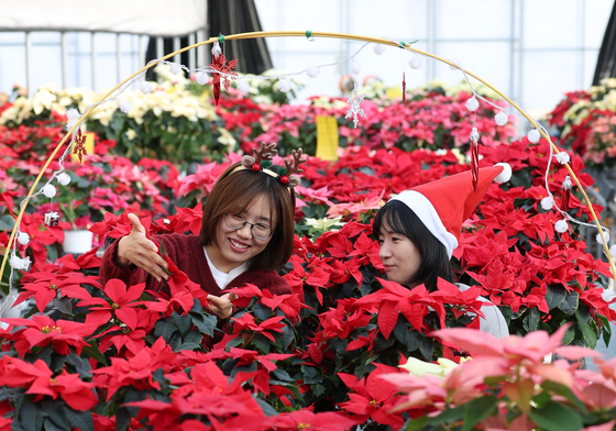 활짝 핀 포인세티아 살피는 연구원들
