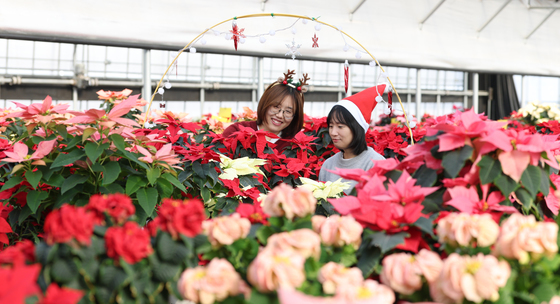 크리스마스꽃 '포인세티아'