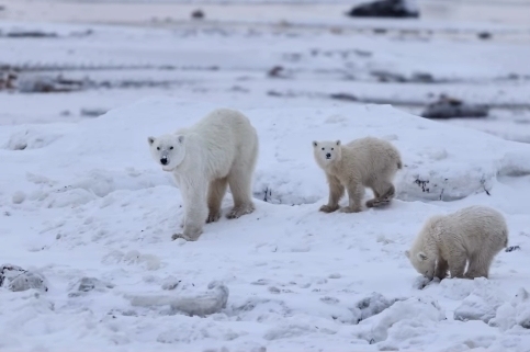 어미 잃은 새끼 입양한 암컷 북극곰…"45년간 13건 찾은 희귀사례"