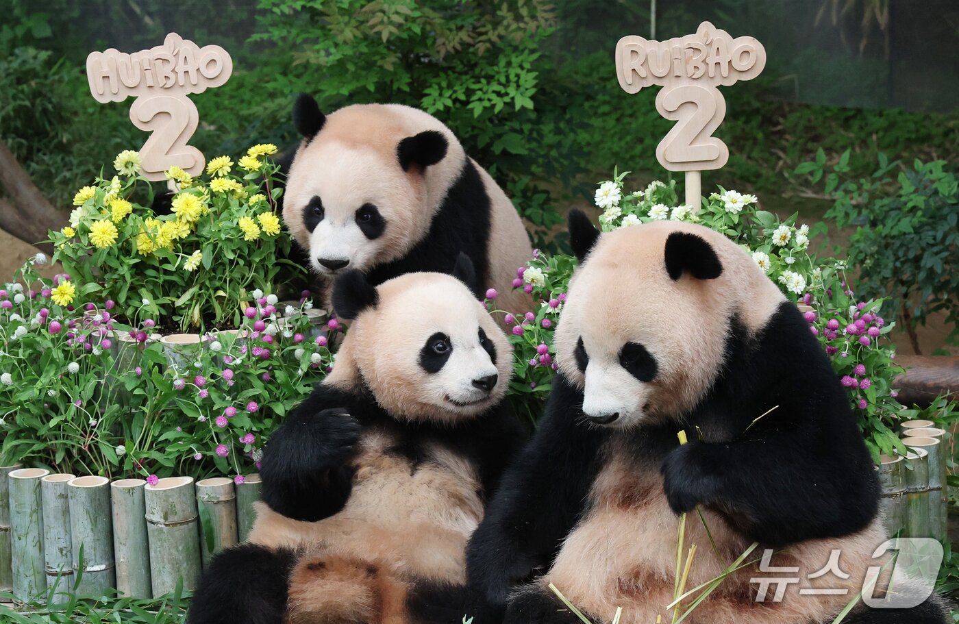 본문 이미지 - 경기 용인시 처인구 에버랜드 판다월드에서 엄마 아이바오와 쌍둥이 아기판다 루이바오·후이바오가 두돌 생일을 맞아 먹이를 먹고 있다. (한국사진기자협회 경기지회 제공. 재판매 및 DB 금지)