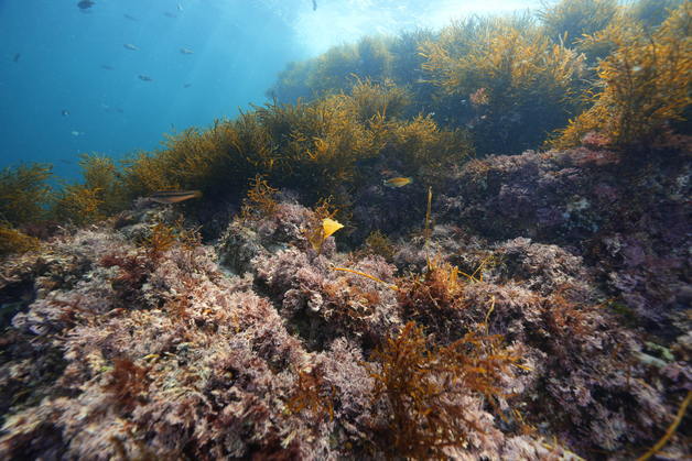 통영 욕지 도동, '바다숲 대상지' 선정…연안 생태계 회복