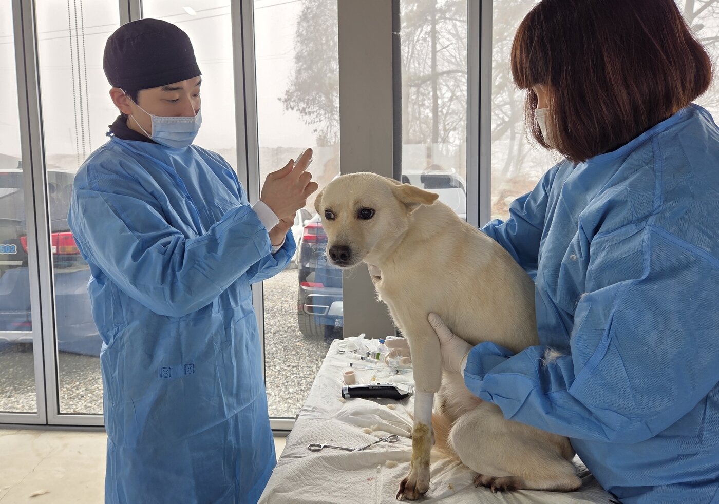 본문 이미지 - 수술 대기 중인 강아지의 마취를 준비하는 로얄동물메디컬센터 본원 소상재 수의사(왼쪽)와 이진숙 테크니션 ⓒ 뉴스1 한송아 기자