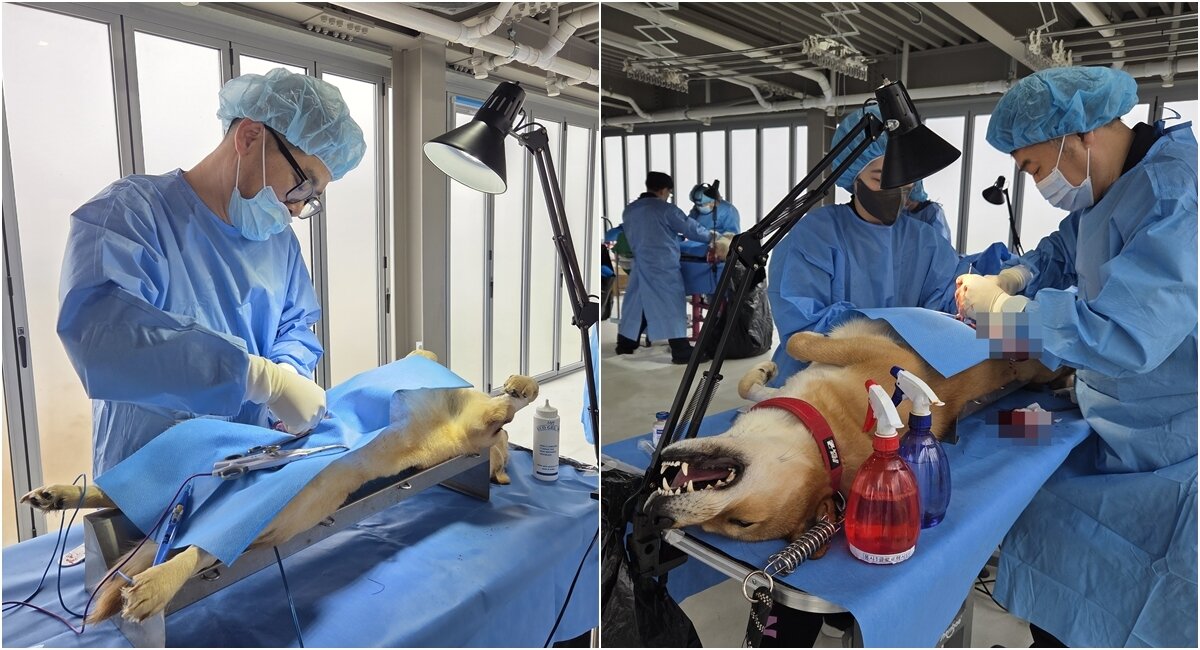 본문 이미지 - 중성화 수술 봉사를 하고 있는 최갑철 로얄 W동물메디컬센터 원장,(왼쪽)과 조창수 광진동물의료센터 원장(맨 오른쪽) ⓒ 뉴스1