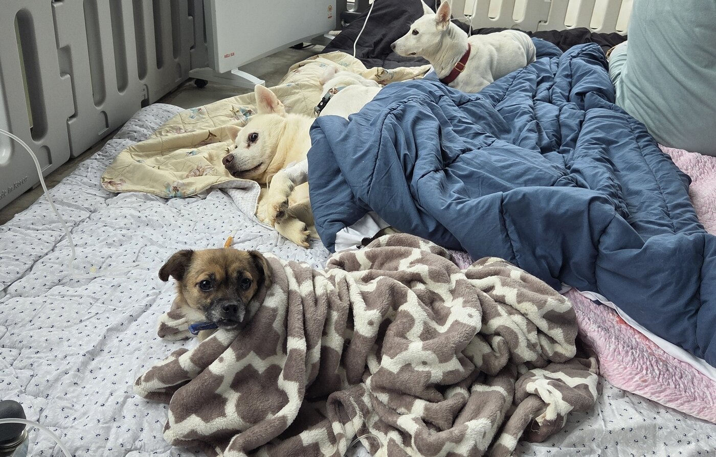 본문 이미지 - 중성화 수술을 마친 구조견들이 회복하는 모습 ⓒ 뉴스1 한송아 기자