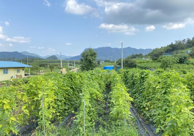 농진청, '어린도두꼬투리' 비염 기능성 확인…대상웰라이프 기술이전