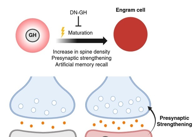 뇌 기억 형성 조절 핵심…IBS, '성장호르몬' 숨겨진 역할 규명