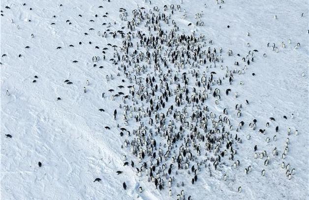 어미 황제펭귄들 귀갓길 막은 거대 빙산…먹이 끊긴 새끼 70% 떼죽음