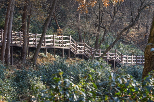 익산 함라산 야생차 군락지, '국가 산림문화자산' 지정