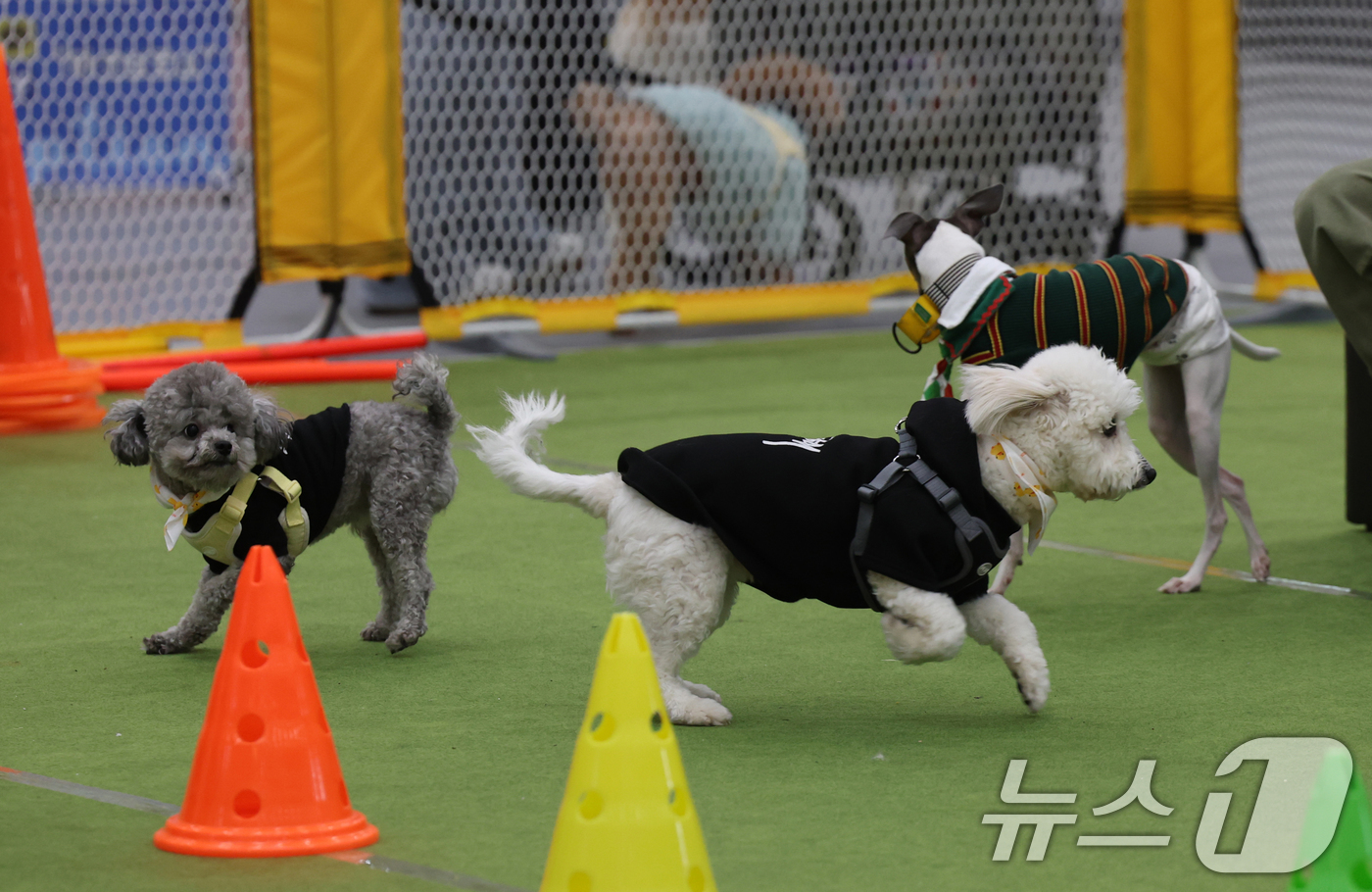 (수원=뉴스1) 김영운 기자 = 19일 경기 수원시 영통구 수원컨벤션센터에서 열린 '2025 PET&MORE 수원 반려동물 박람회'에서 반려견들이 펫파크에서 뛰어놀고 있다. 202 …