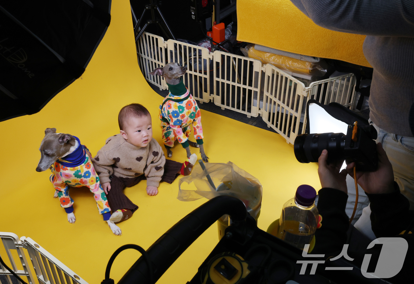 (수원=뉴스1) 김영운 기자 = 19일 경기 수원시 영통구 수원컨벤션센터에서 열린 '2025 PET&MORE 수원 반려동물 박람회'에서 한 아이와 반려견들이 사진촬영을 하고 있다. …