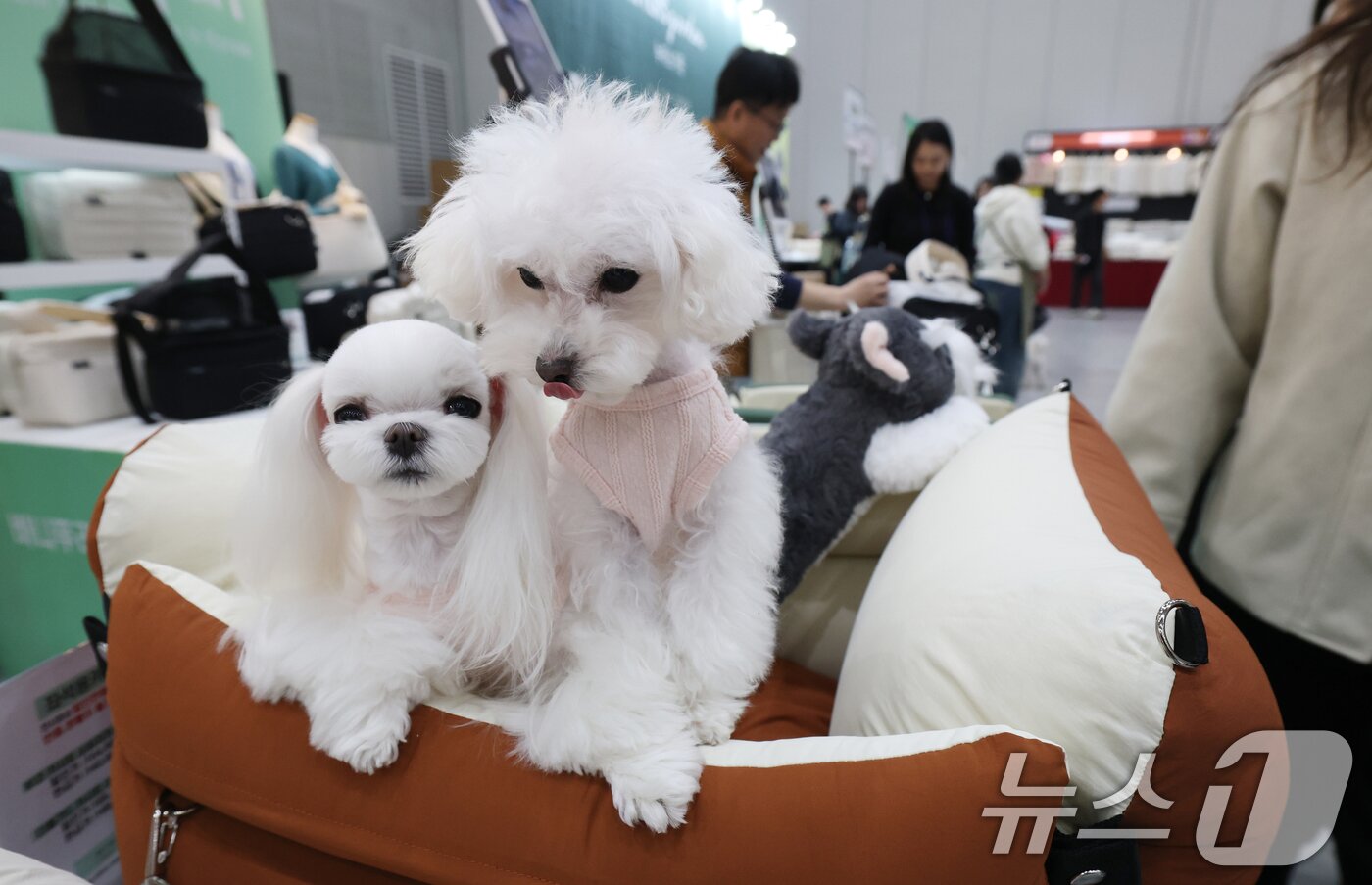 본문 이미지 - 보호자와 반려동물용품 박람회에 참석한 반려견들이 반려견 침대를 사용해 보고 있다(사진은 기사 내용과 무관함). 2025.12.19 ⓒ 뉴스1 김영운 기자