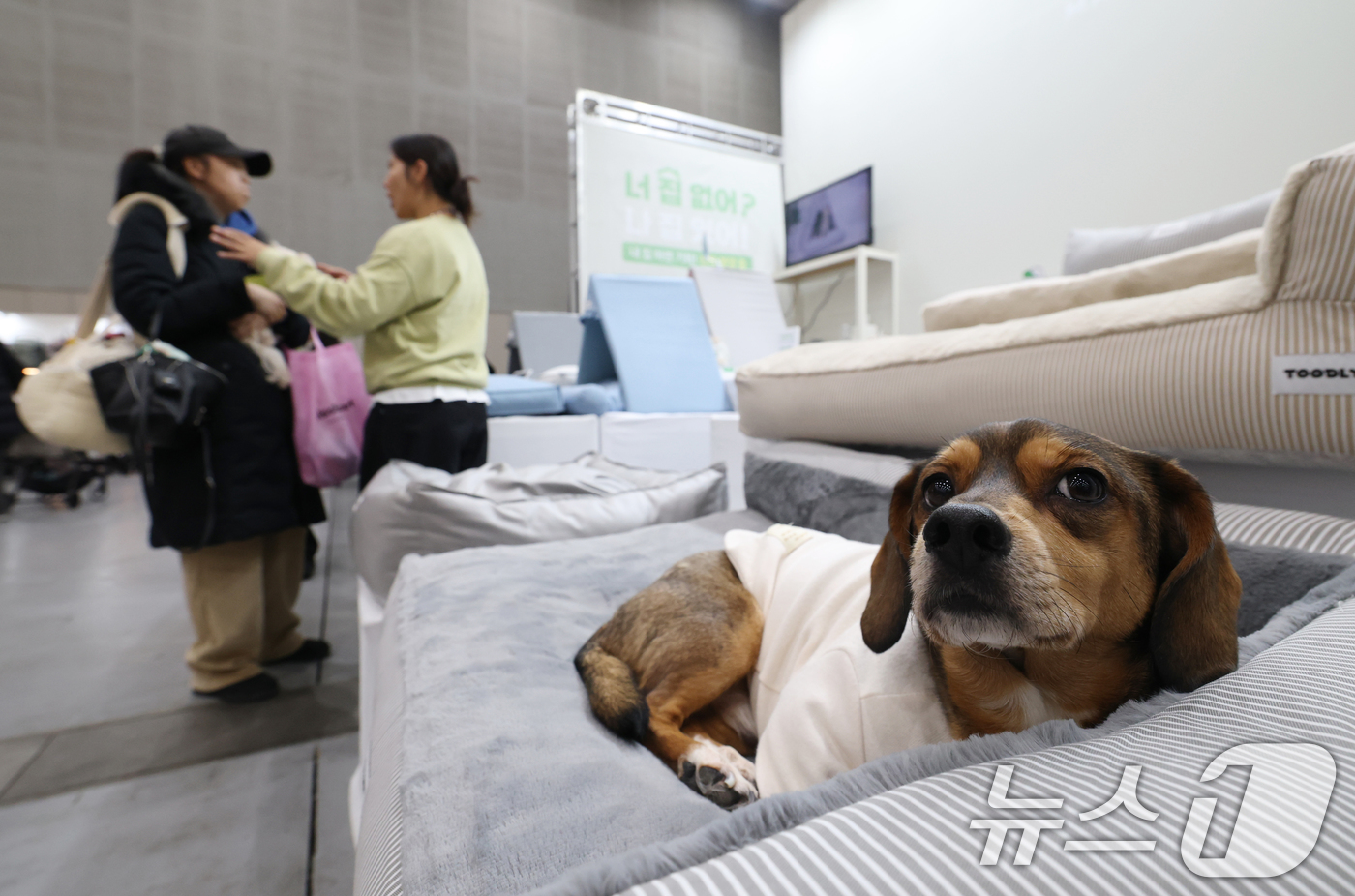 (수원=뉴스1) 김영운 기자 = 19일 경기 수원시 영통구 수원컨벤션센터에서 열린 '2025 PET&MORE 수원 반려동물 박람회'에서 반려견들이 다양한 용품을 체험하고 있다. 2 …
