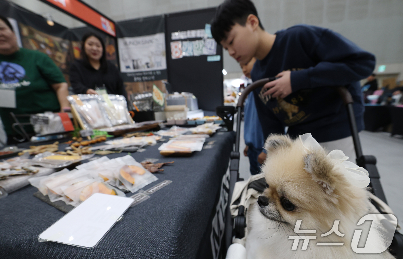 (수원=뉴스1) 김영운 기자 = 19일 경기 수원시 영통구 수원컨벤션센터에서 열린 '2025 PET&MORE 수원 반려동물 박람회'에서 반려견들이 다양한 용품을 체험하고 있다. 2 …