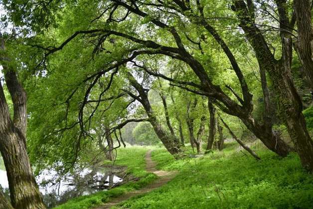 대구환경단체 "팔현습지 국가습지 추진 환영…보도교 공사 멈춰야"