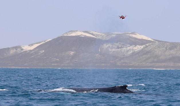 "숨 한번 뿜어보세요"…드론으로 북극 고래 '안전한' 건강검진