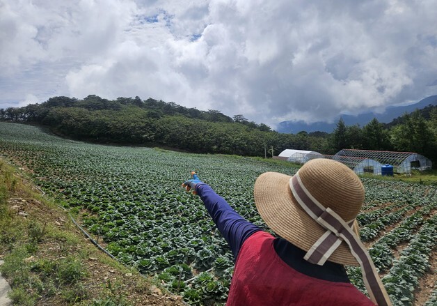 163㏊ 가뭄 피해… 강릉시, 160개 농가에 4억 원 긴급 지급