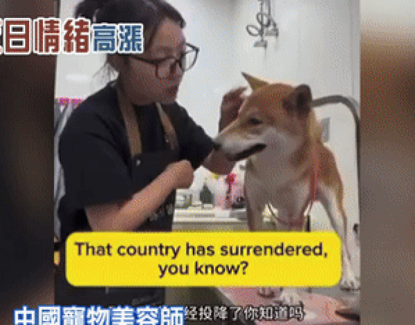 "일본 개는 맞아야" "칼로 안 찌른 게 어디" 시바견 폭행한 중국 미용사[영상]