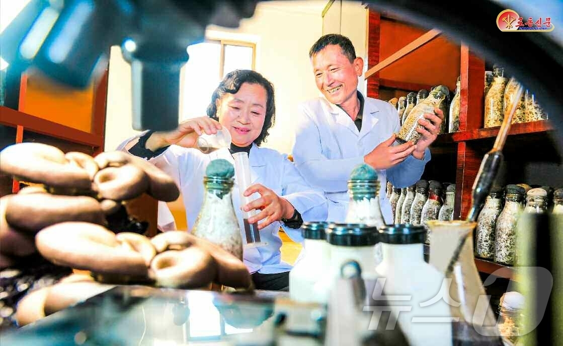 (평양 노동신문=뉴스1) = 북한 노동당 기관지 노동신문은 2일 "버섯재배에 지혜와 열정을 바쳐가고 있다"며 모란봉구역 채과도매소를 조명했다. [국내에서만 사용가능. 재배포 금지. …