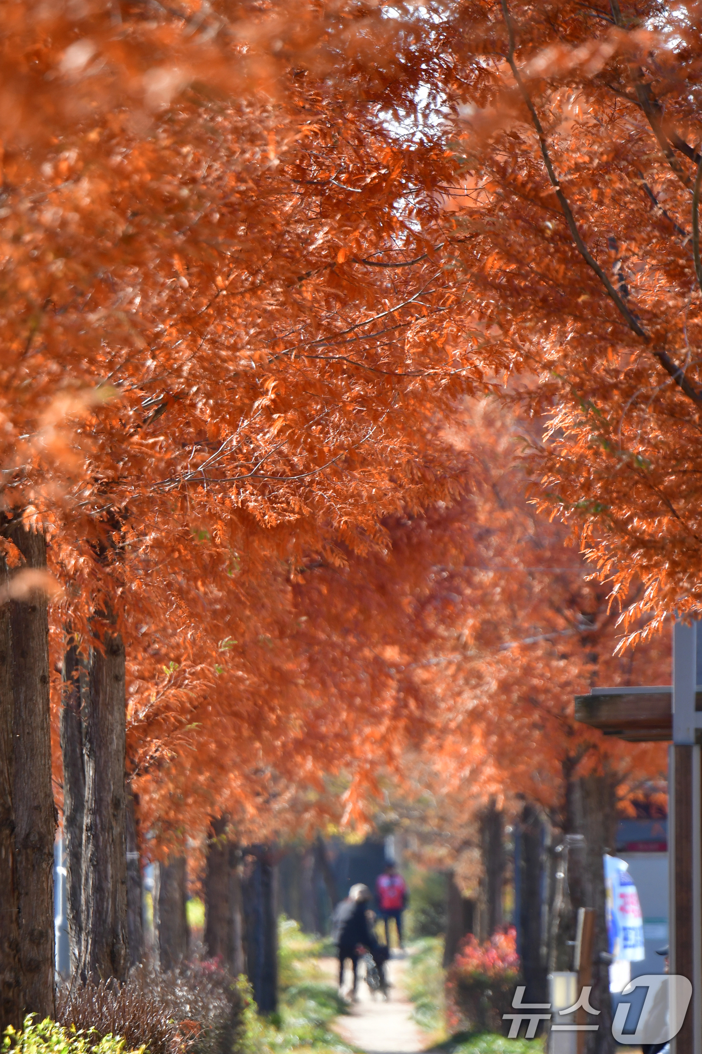 (포항=뉴스1) 최창호 기자 = 2일 오전 경북 포항시 남구 대잠동 철길 숲 가로수들이 가을끝자락 풍경을 보이고 있다. 2025.12.2/뉴스1