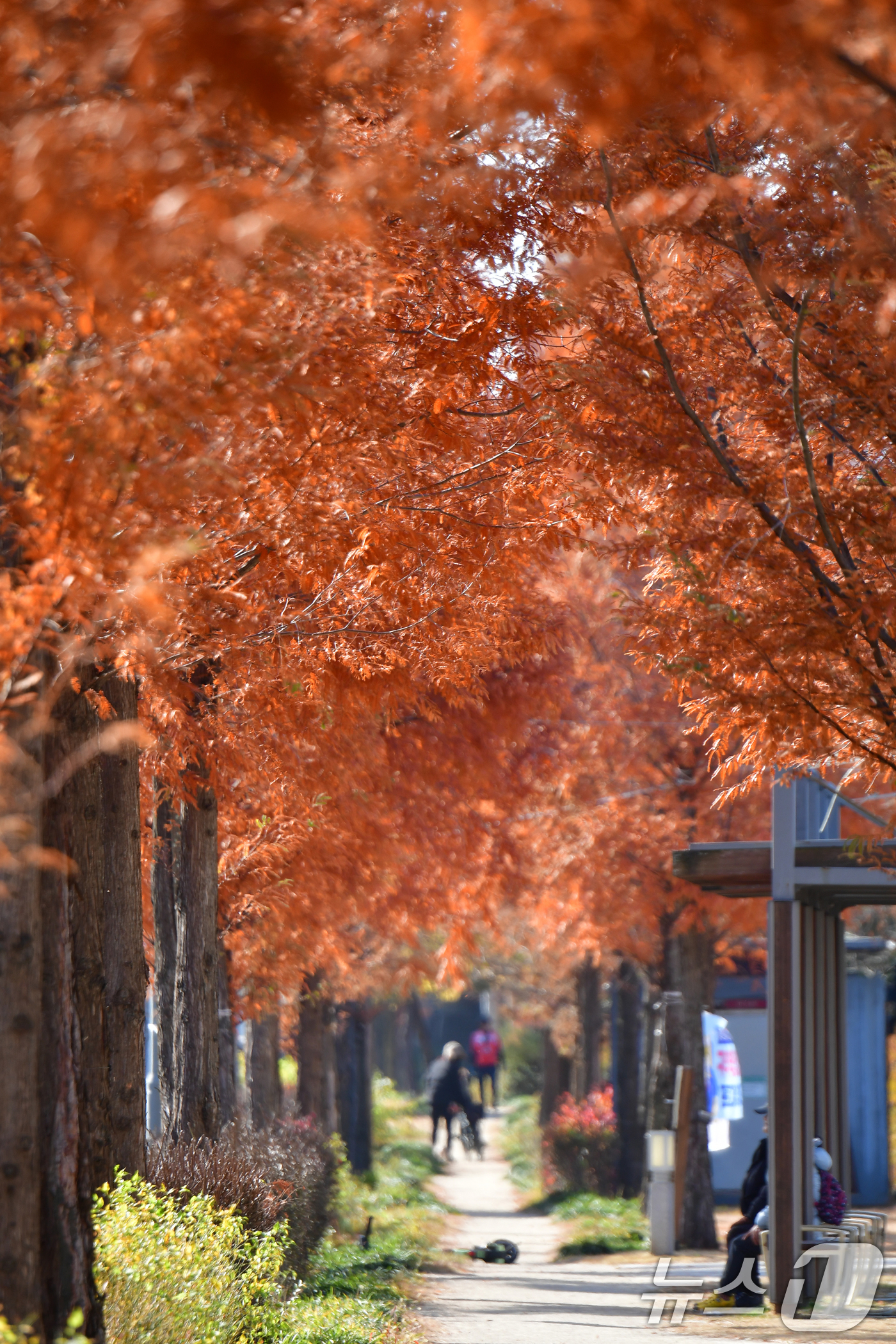 (포항=뉴스1) 최창호 기자 = 2일 오전 경북 포항시 남구 대잠동 철길 숲 가로수들이 가을끝자락 풍경을 보이고 있다.  2025.12.2/뉴스1