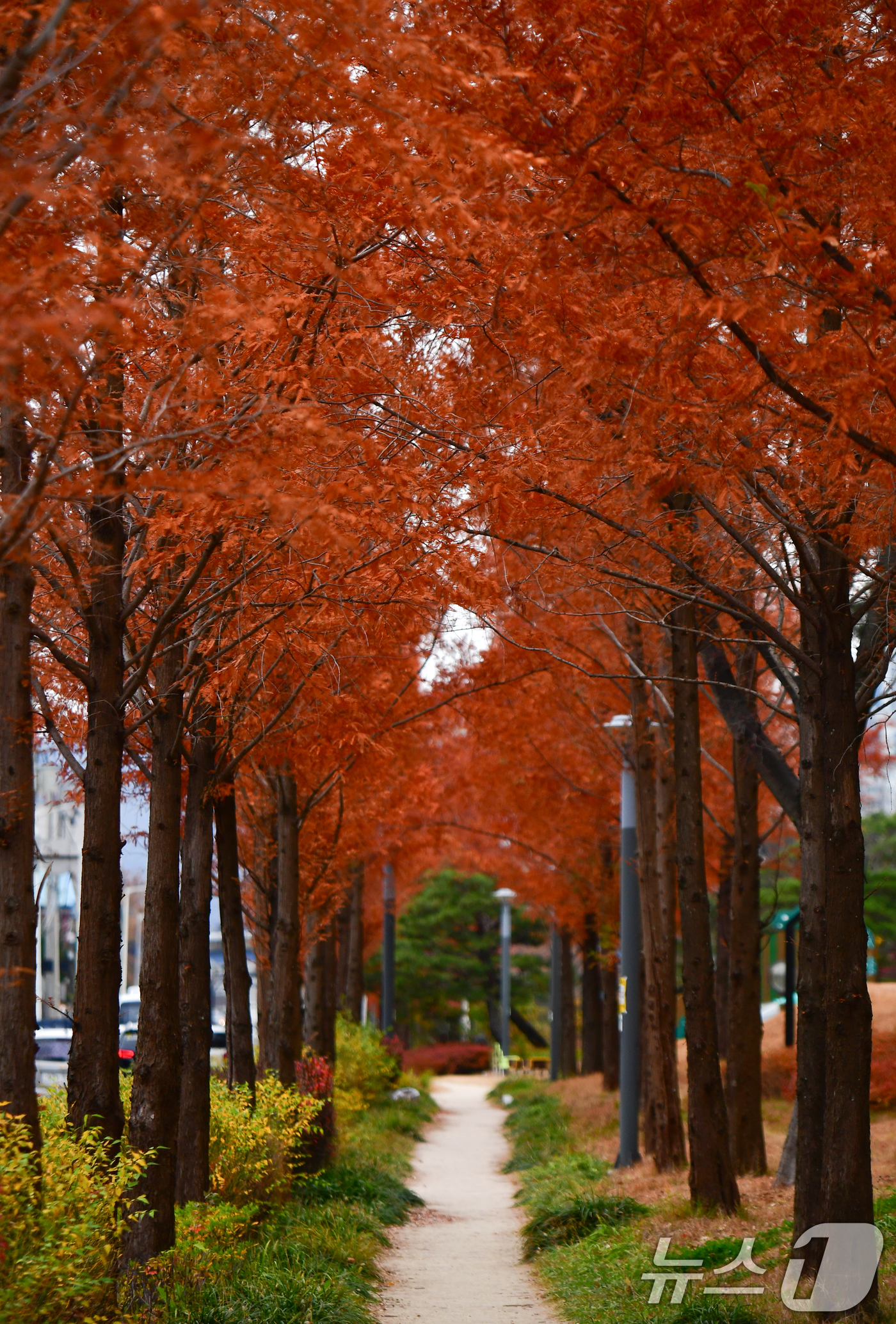 (포항=뉴스1) 최창호 기자 = 2일 오전 경북 포항시 남구 대잠동 철길 숲 가로수들이 가을끝자락 풍경을 보이고 있다. 2025.12.2/뉴스1