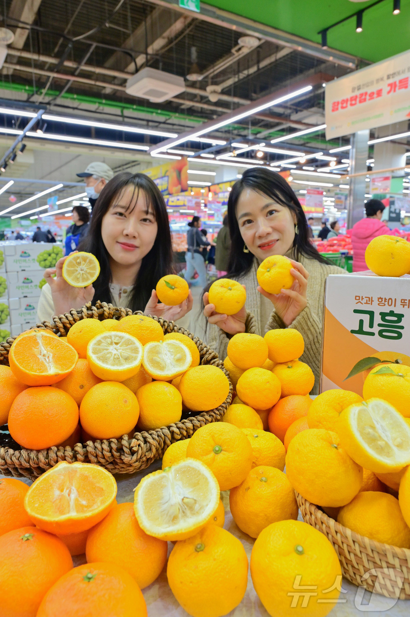 (서울=뉴스1) = 농협유통은 갑자기 추워진 영하의 날씨에 건강 관리에 좋은 황금향과 유자를 추천한다고 2일 밝혔다. 사진은 서울 서초구 하나로마트 양재점에서 황금향·유자 등 만감 …