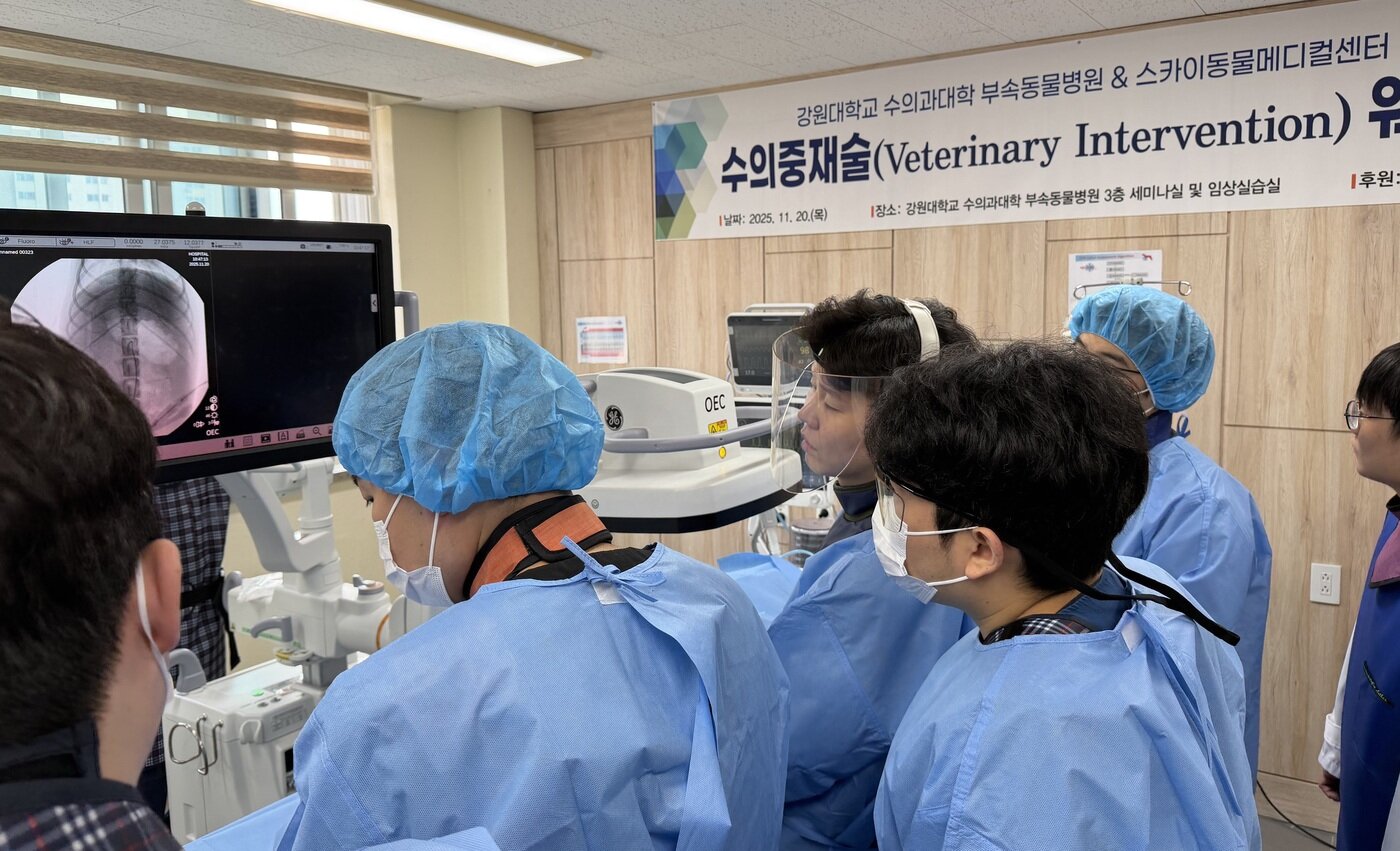 본문 이미지 - 스카이동물메디컬그룹은 최근 강원대학교 수의과대학에서 인터벤션(중재치료) 심화 워크숍을 개최했다(스카이동물메디컬그룹 제공). ⓒ 뉴스1