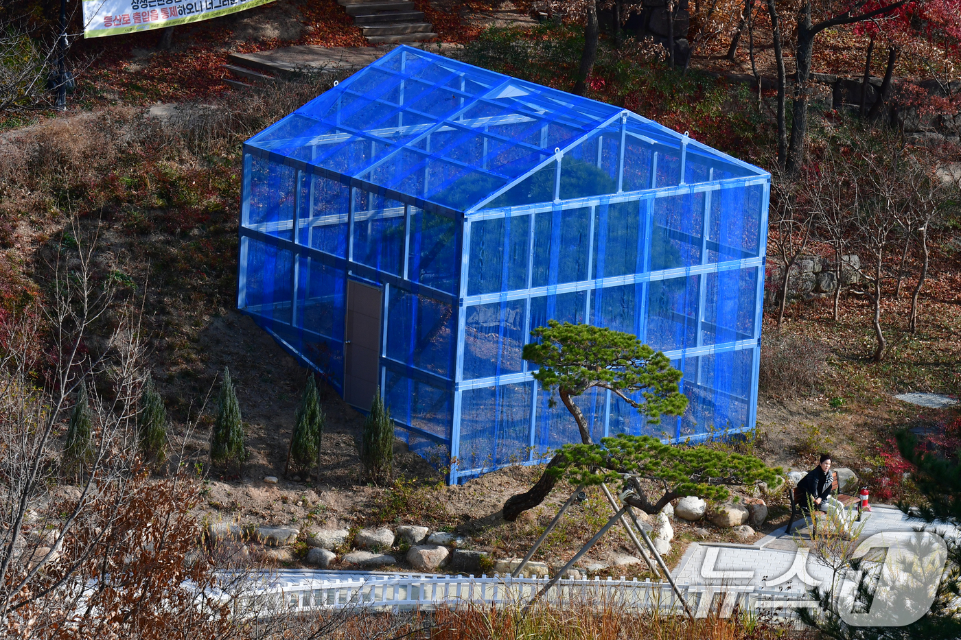 포항시청 신청사 준공 소나무를 보호하라 - 뉴스 썸네일 이미지