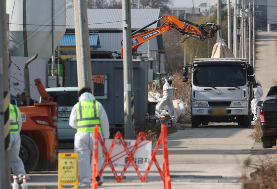 안성 산란계 농장 고병원성 조류인플루엔자…2만6000마리 살처분 방침