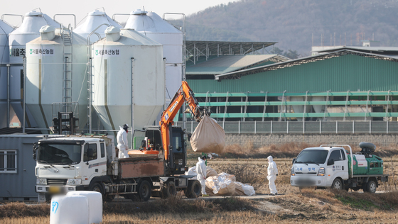 경기 평택 산란계 농장서 고병원성 AI 확인…올겨울 가금농장 7번째 발생