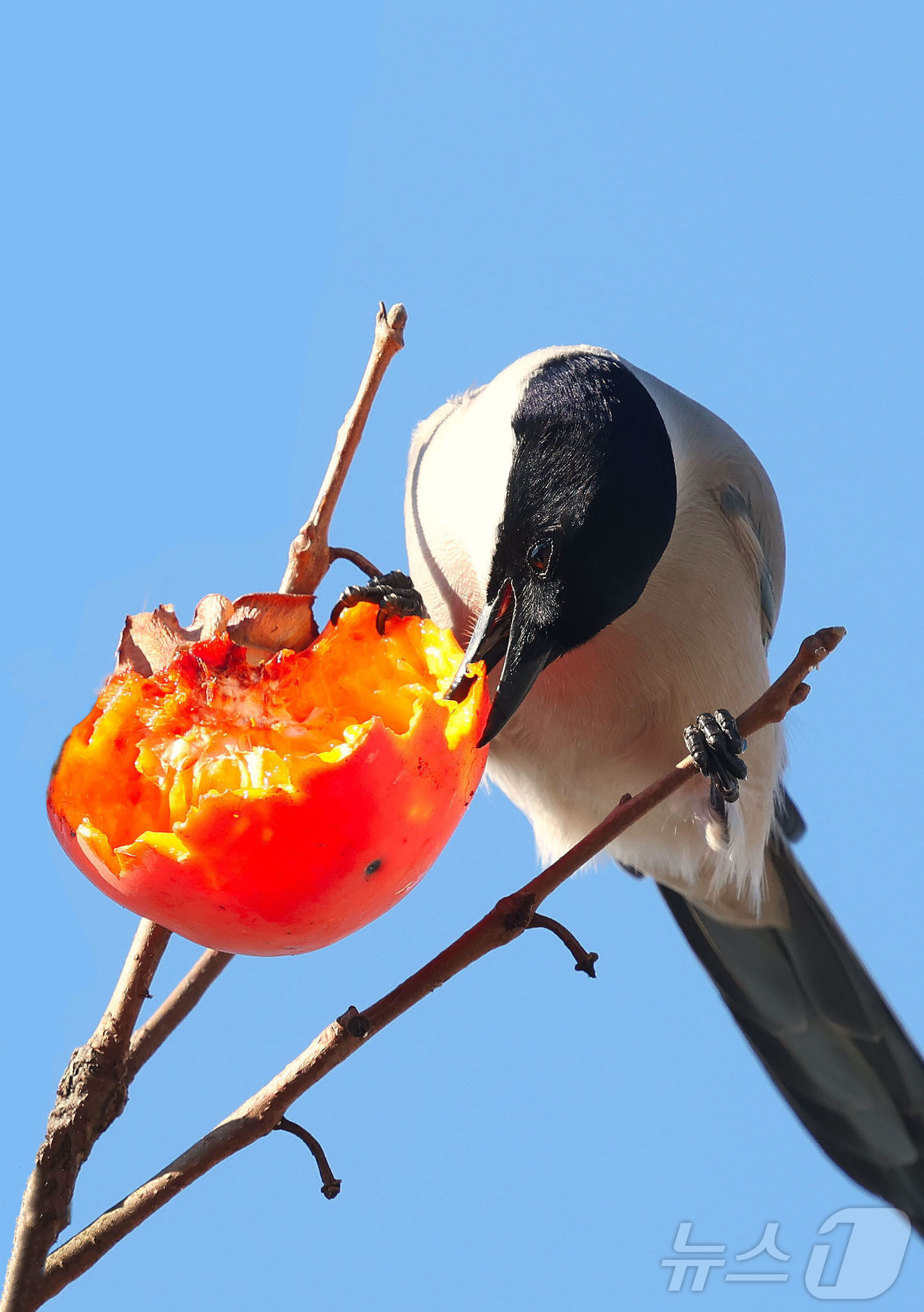 (서울=뉴스1) = 2일 경남 함양군 백전면 한 주택가에 심어진 감나무에서 물까치가 홍시를 쪼아 먹고 있다. (함양군 제공. 재판매 및 DB 금지) 2025.12.2/뉴스1