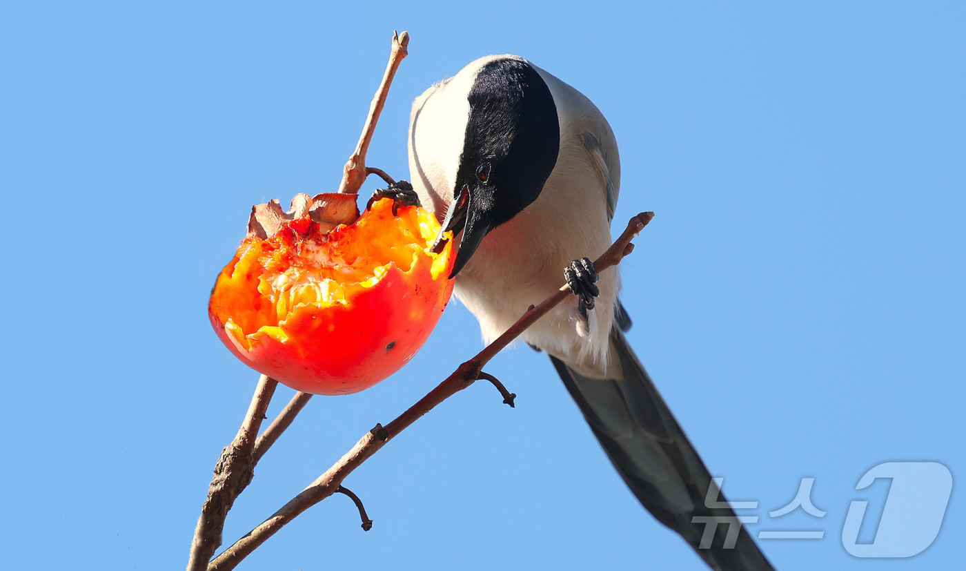 (서울=뉴스1) = 2일 경남 함양군 백전면 한 주택가에 심어진 감나무에서 물까치가 홍시를 쪼아 먹고 있다. (함양군 제공. 재판매 및 DB 금지) 2025.12.2/뉴스1