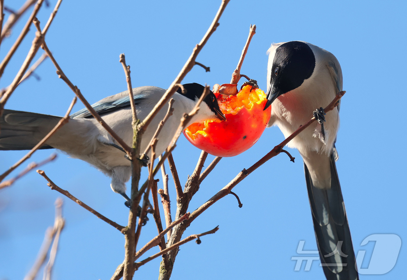 (서울=뉴스1) = 2일 경남 함양군 백전면 한 주택가에 심어진 감나무에서 물까치가 홍시를 쪼아 먹고 있다. (함양군 제공. 재판매 및 DB 금지) 2025.12.2/뉴스1