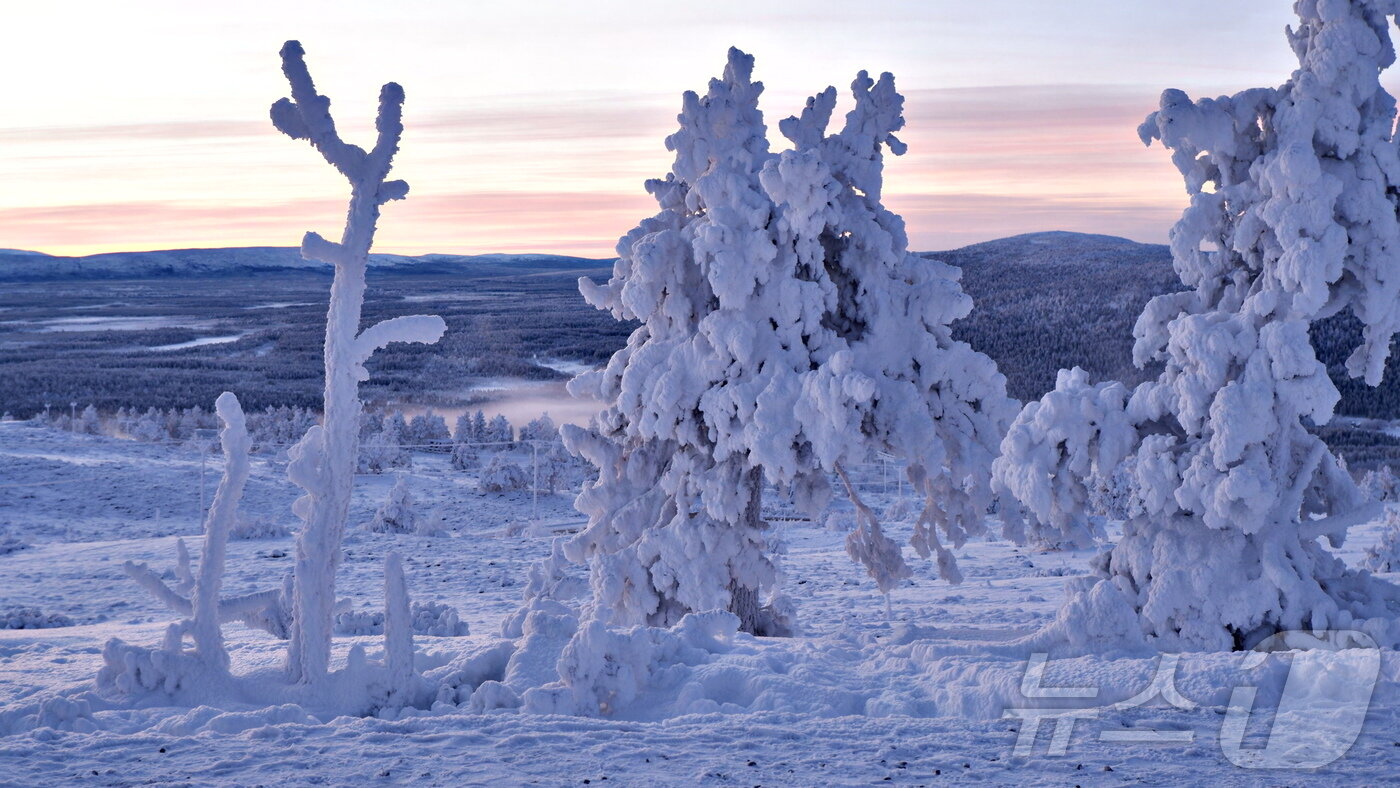본문 이미지 - 레비에선 흔하게 하얀 눈밭 위 존재감을 자랑하는 '스노우몬스터'를 볼 수 있다. 침엽수림의 잎과 가지가 얼어붙은 과정에서 생겨난 수빙(樹氷)이다. ⓒ News1 윤슬빈 관광전문기자