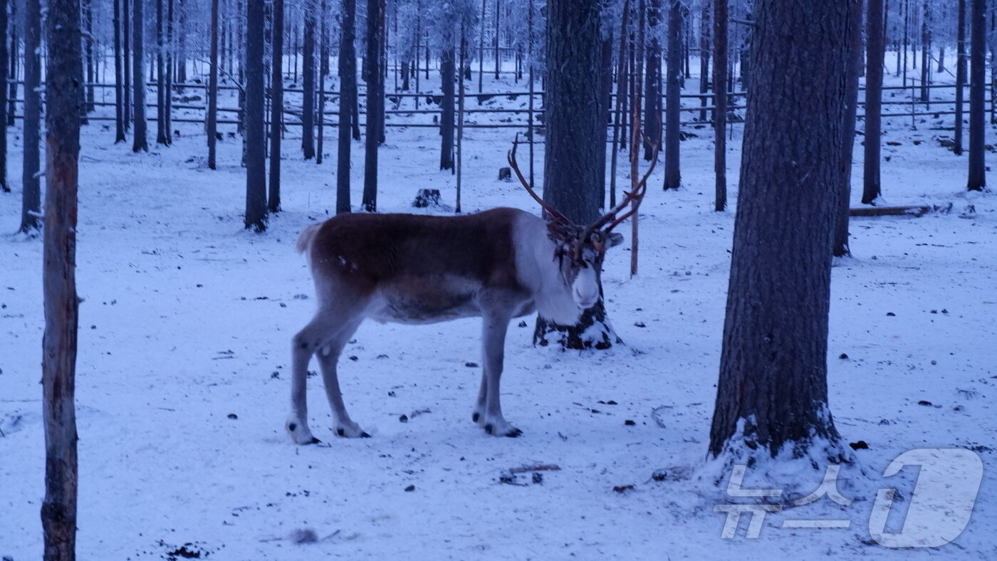 본문 이미지 - 루돌프의 실제 동물인 순록ⓒ News1 윤슬빈 관광전문기자