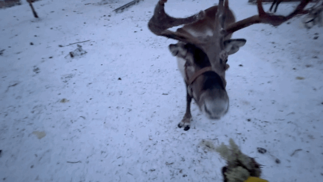 본문 이미지 - 울타리 안으로 들어오면 순록들이 이끼를 먹기위해 순식간에 모여든다. ⓒ News1 윤슬빈 관광전문기자