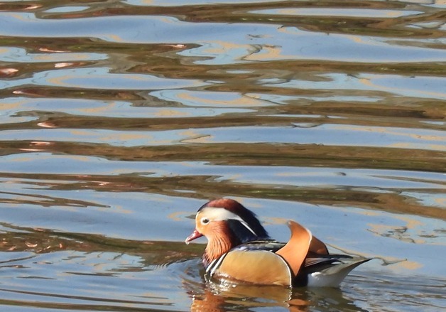 "천연기념물 '원앙' 보자"…안양천에 탐조객 발길
