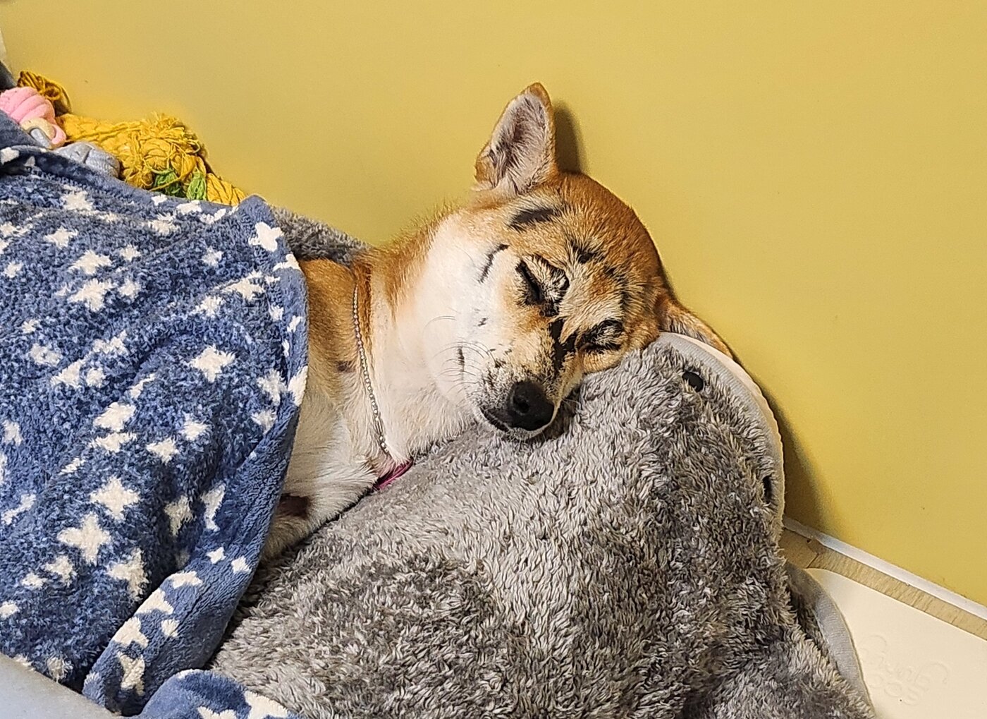 본문 이미지 - 가족이 출근해도 집에서 편안히 쉬는 범범(인스타그램 2_sol_2_ 제공) ⓒ 뉴스1