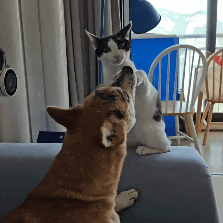 본문 이미지 - 고양이와도 잘 지내는 의젓한 범범(인스타그램 2_sol_2_ 제공) ⓒ 뉴스1