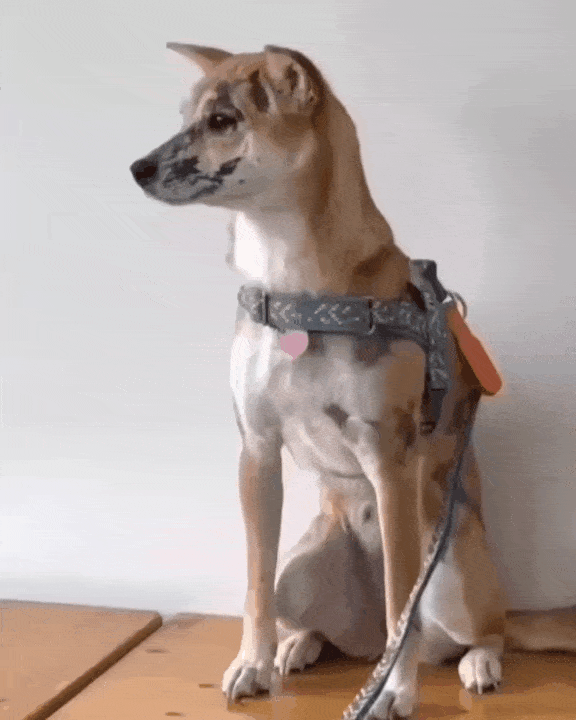 본문 이미지 - 병원 대기실에서 '개다리춤'을 추듯 벌벌 떨지만 사실은 산불에서 살아남은 용감한 '범범'(인스타그램 2_sol_2_ 제공) ⓒ 뉴스1